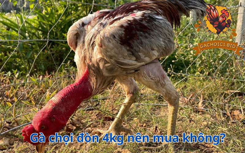 Gà chọi đòn 4kg nên mua không?