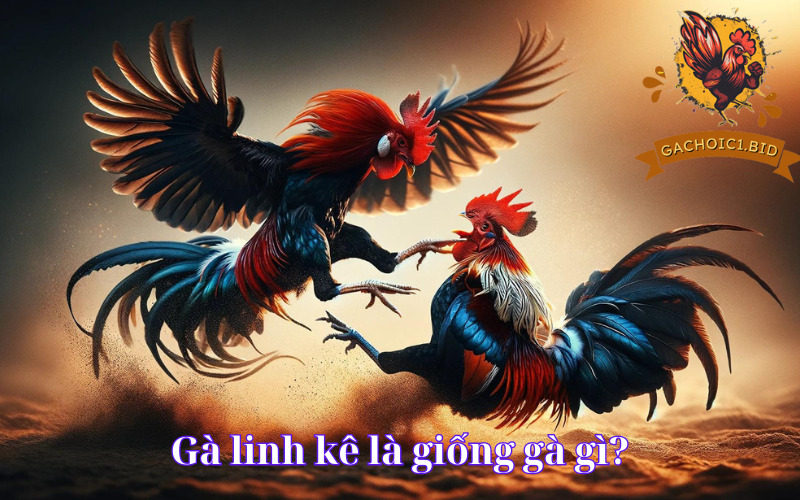 Gà linh kê là giống gà gì?