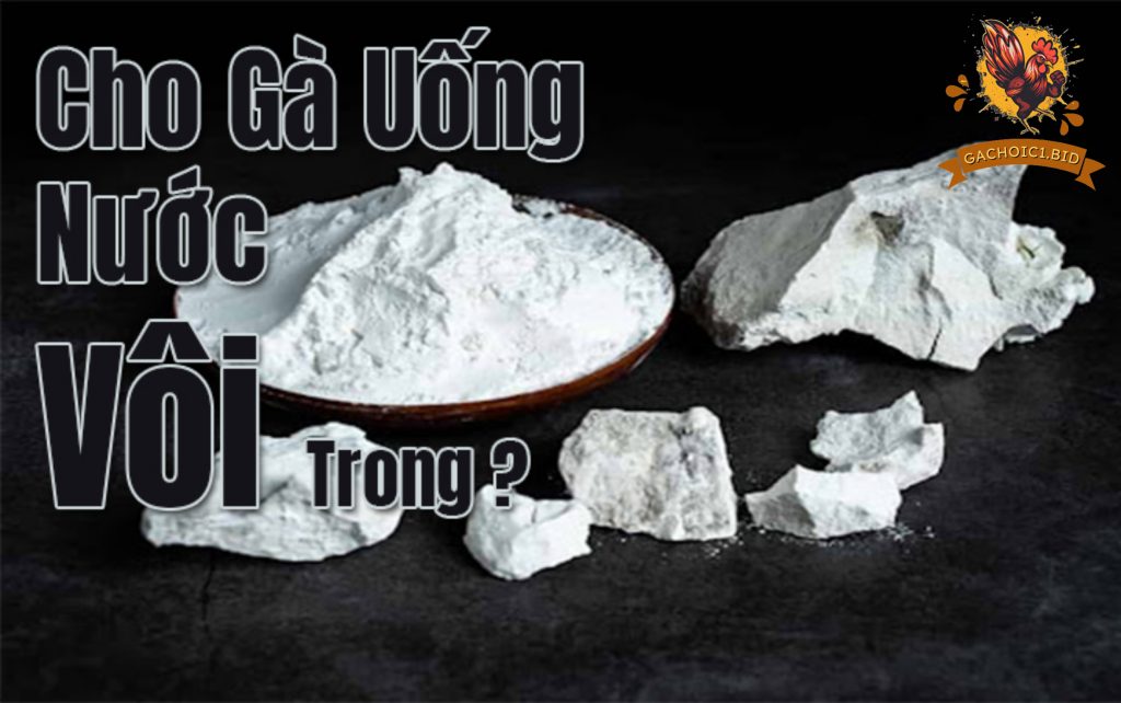 Cho gà uống nước vôi trong có gây hại không?