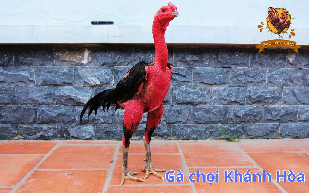 Gà chọi Khánh Hòa