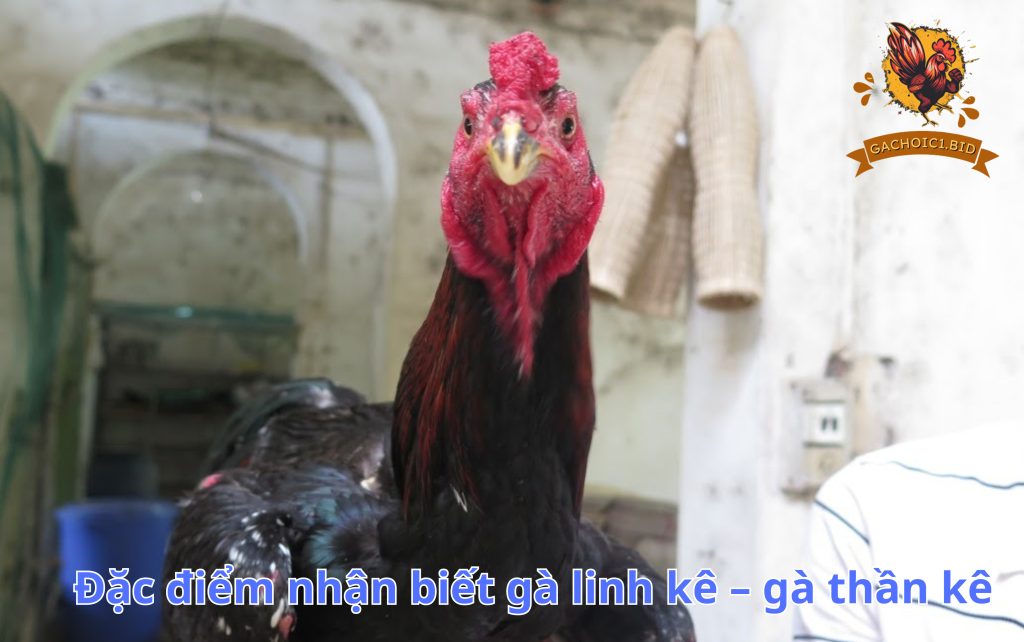 Đặc điểm nhận biết gà linh kê – gà thần kê