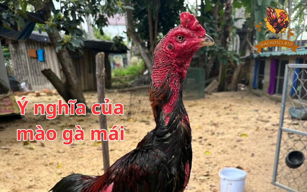 Ý nghĩa của mào gà mái