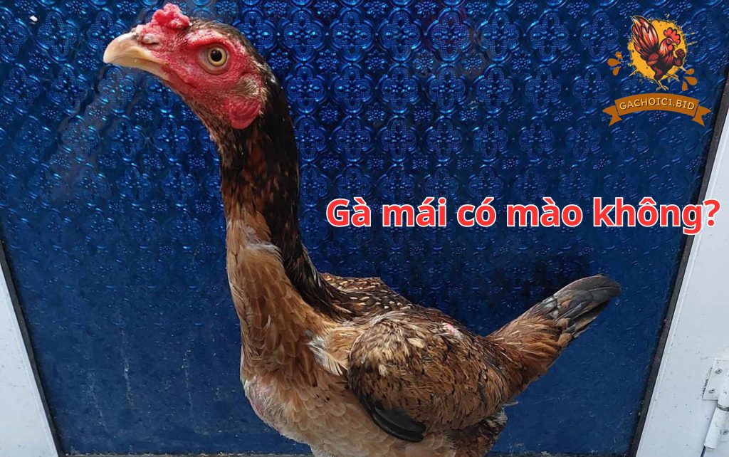 Gà mái có mào không?