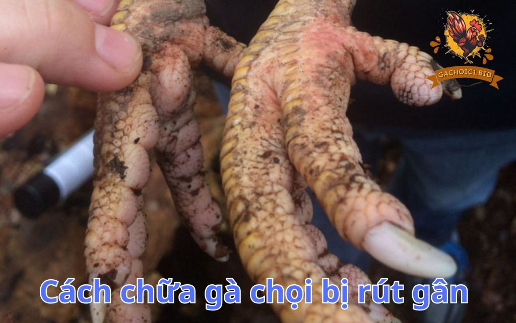 Cách chữa gà chọi bị rút gân 