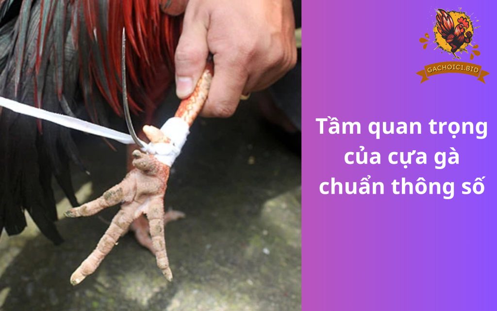 Tầm quan trọng của cựa gà chuẩn thông số