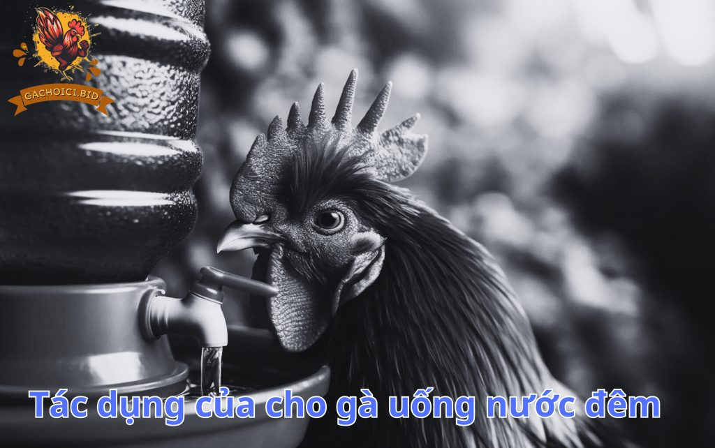 Tác dụng của cho gà uống nước đêm