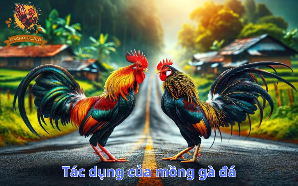 Tác dụng của mồng gà đá