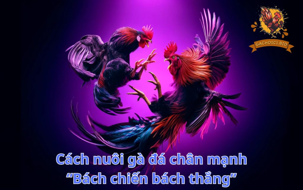 Cách nuôi gà đá chân mạnh “Bách chiến bách thắng”