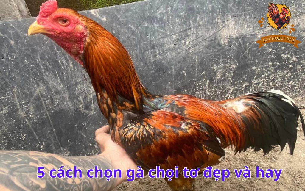 5 cách chọn gà chọi tơ đẹp và hay 