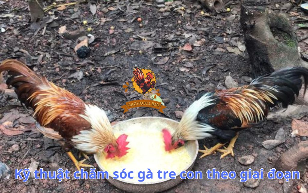 Kỹ thuật chăm sóc gà tre con theo giai đoạn