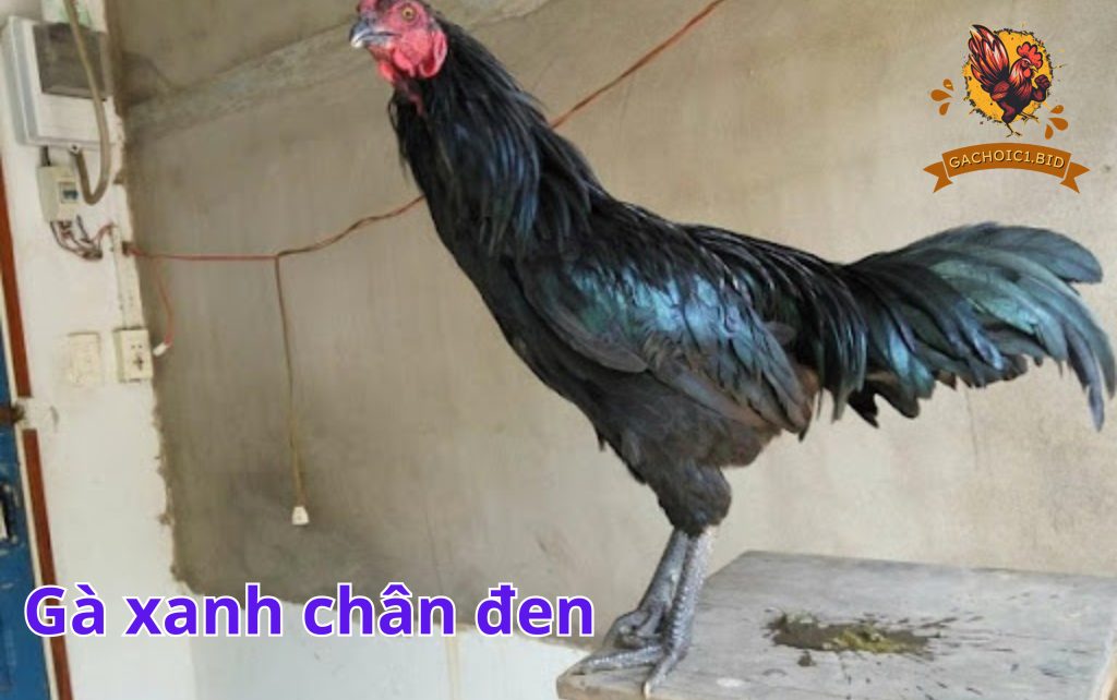 Gà xanh chân đen