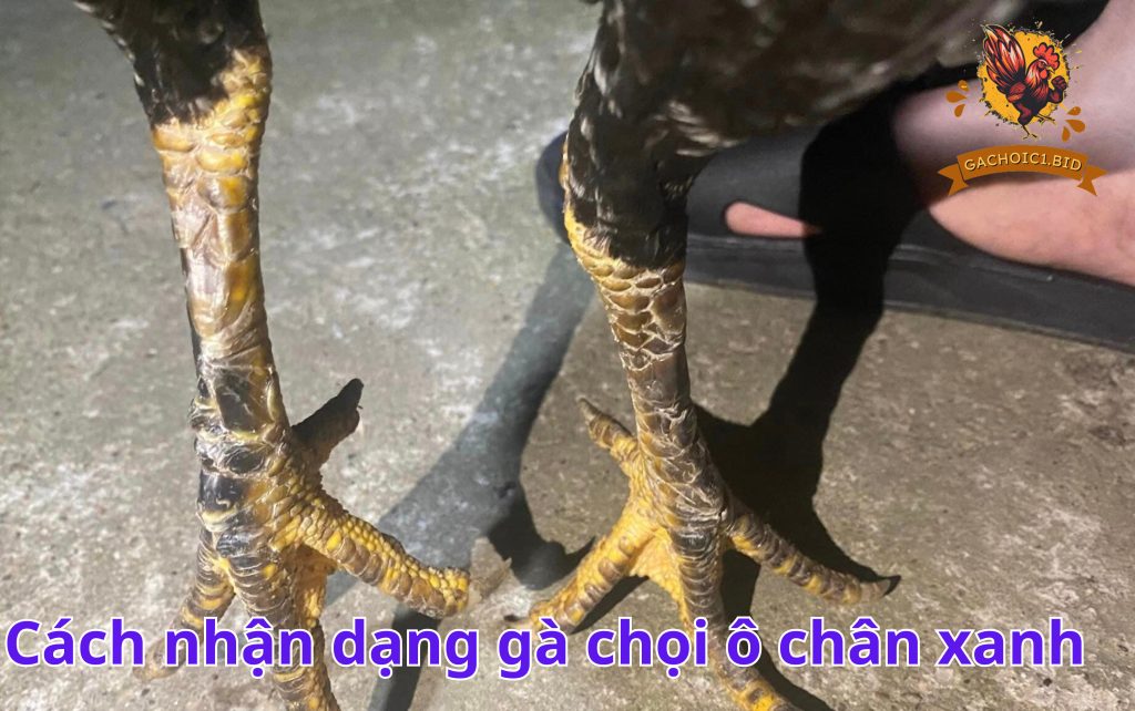 Cách nhận dạng gà chọi ô chân xanh