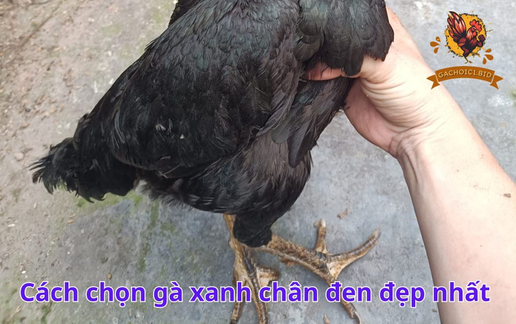 Cách chọn gà xanh chân đen đẹp nhất 