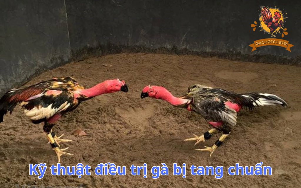 Kỹ thuật điều trị gà đá bị tang chuẩn