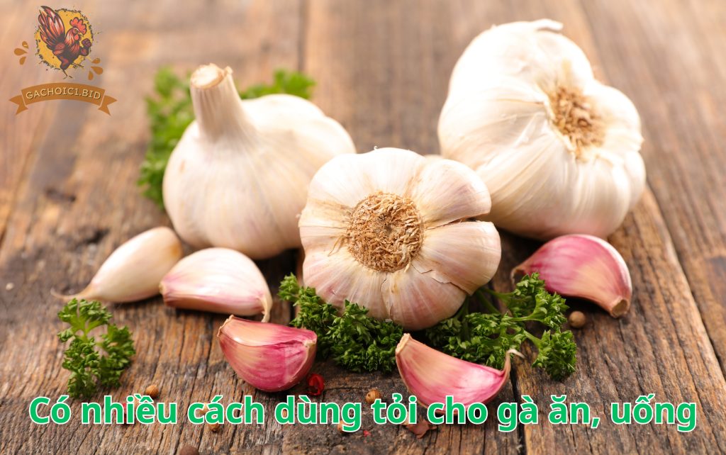 Có nhiều cách dùng tỏi cho gà ăn, uống