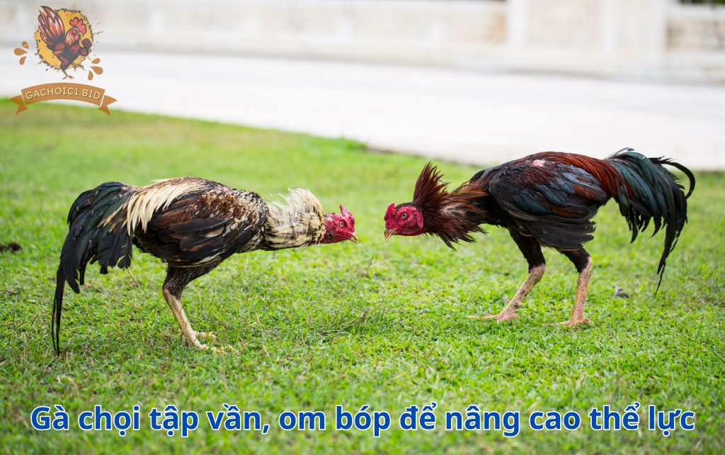 Gà chọi tập vần, om bóp để nâng cao thể lực