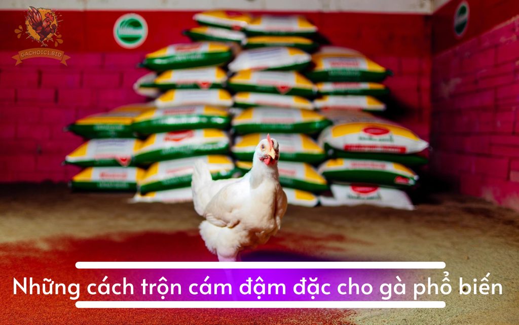 Những cách trộn cám đậm đặc cho gà phổ biến 