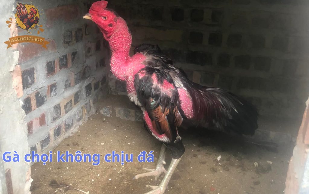 Gà chọi không chịu đá 