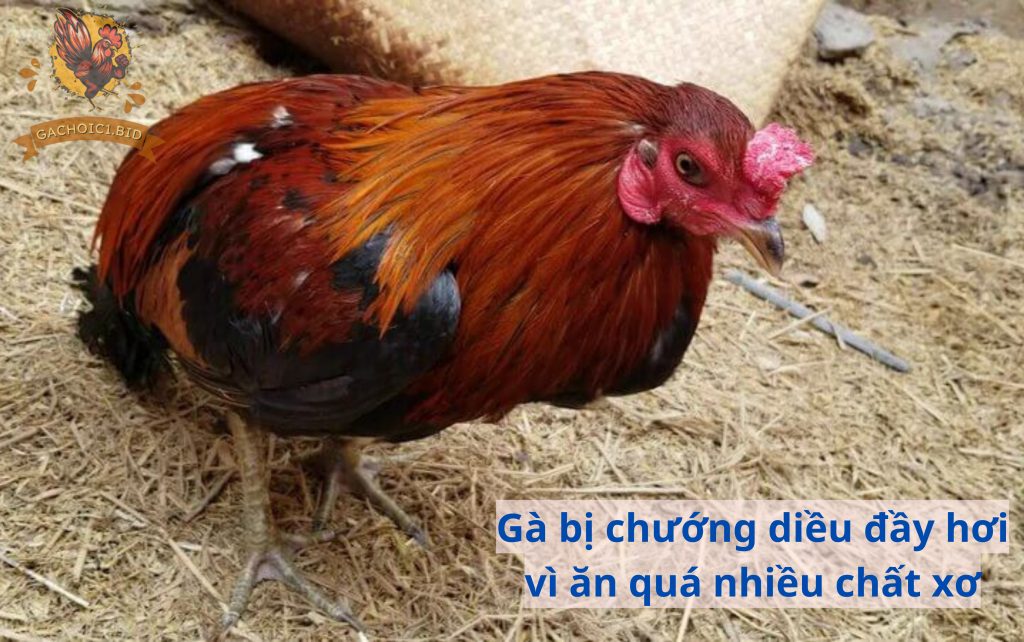 Gà bị chướng diều đầy hơi vì ăn quá nhiều chất xơ