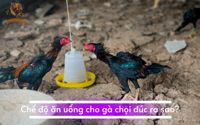 Chế độ ăn uống cho gà chọi đúc ra sao?
