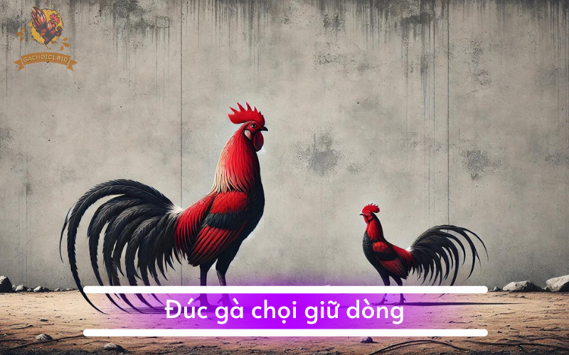 Đúc gà chọi giữ dòng