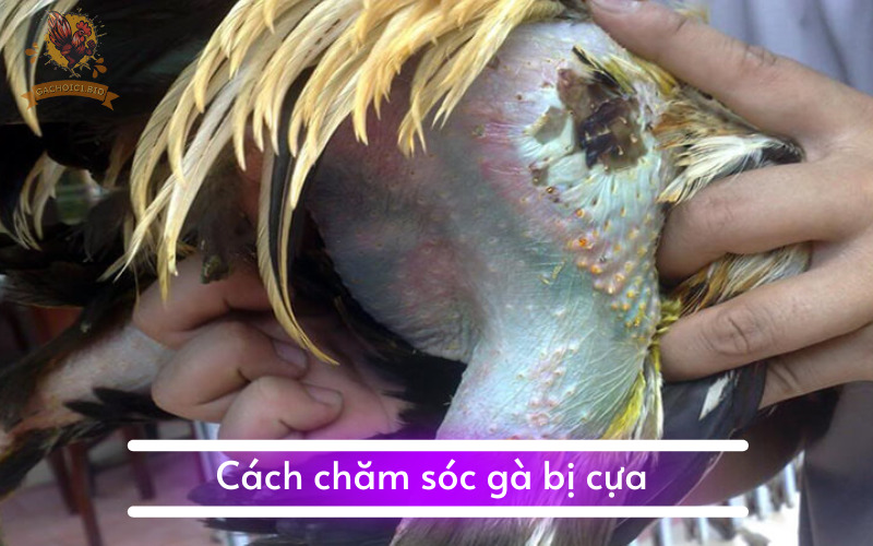 Cách chăm sóc gà bị cựa 