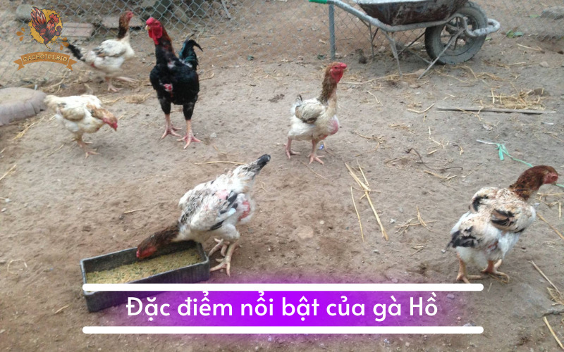 Đặc điểm nổi bật của gà Hồ