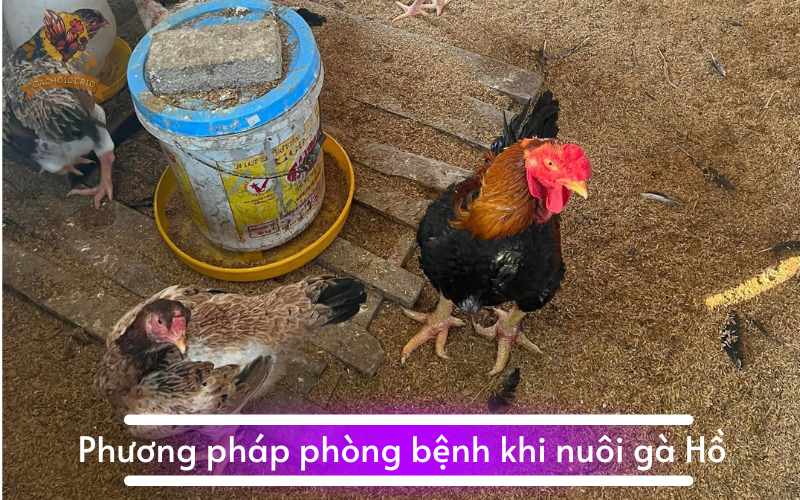 Phương pháp phòng bệnh khi nuôi gà Hồ