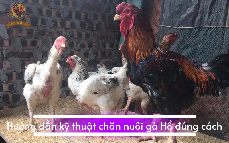 Hướng dẫn kỹ thuật chăn nuôi gà Hồ đúng cách