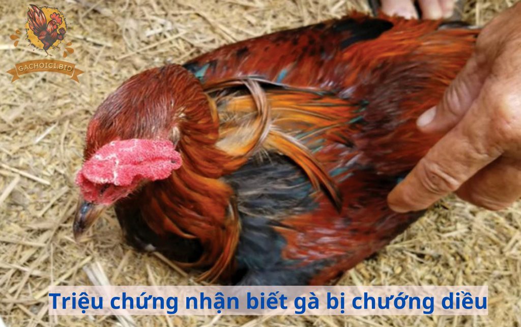 Triệu chứng nhận biết gà bị chướng diều