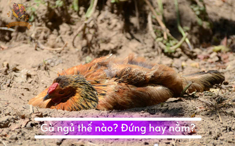 Gà ngủ thế nào? Đứng hay nằm?
