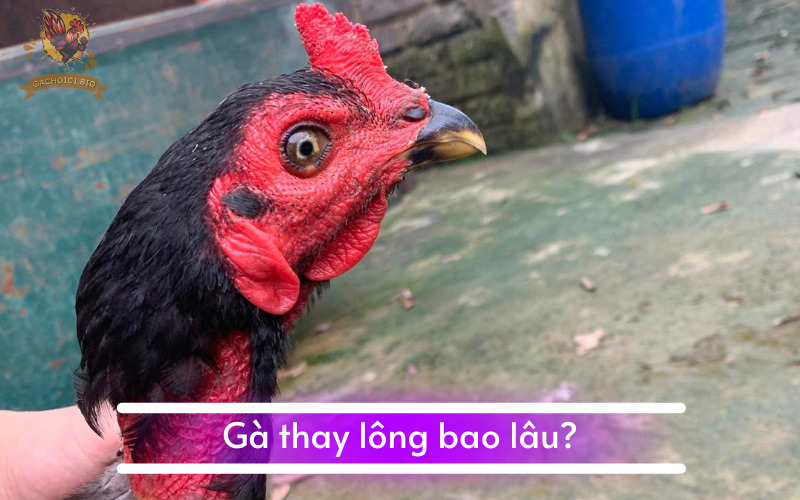 Gà thay lông bao lâu?