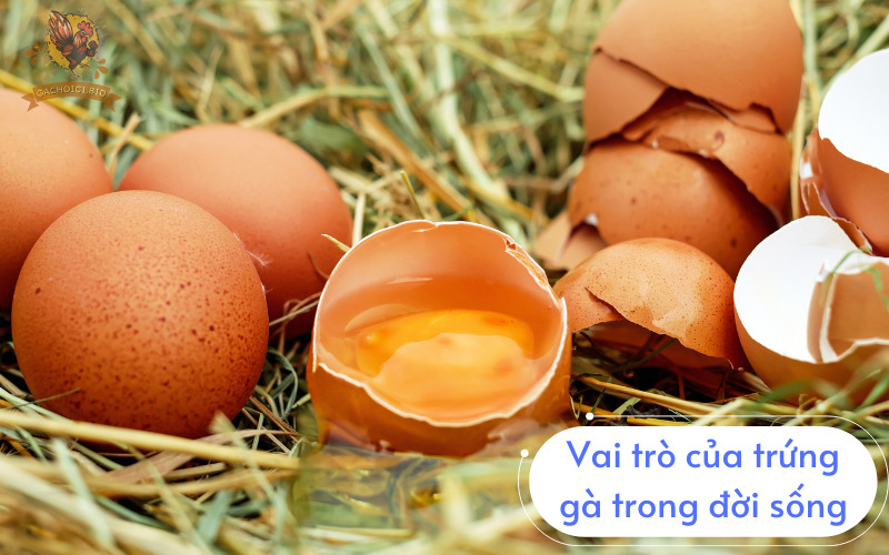 Vai trò của trứng gà trong đời sống