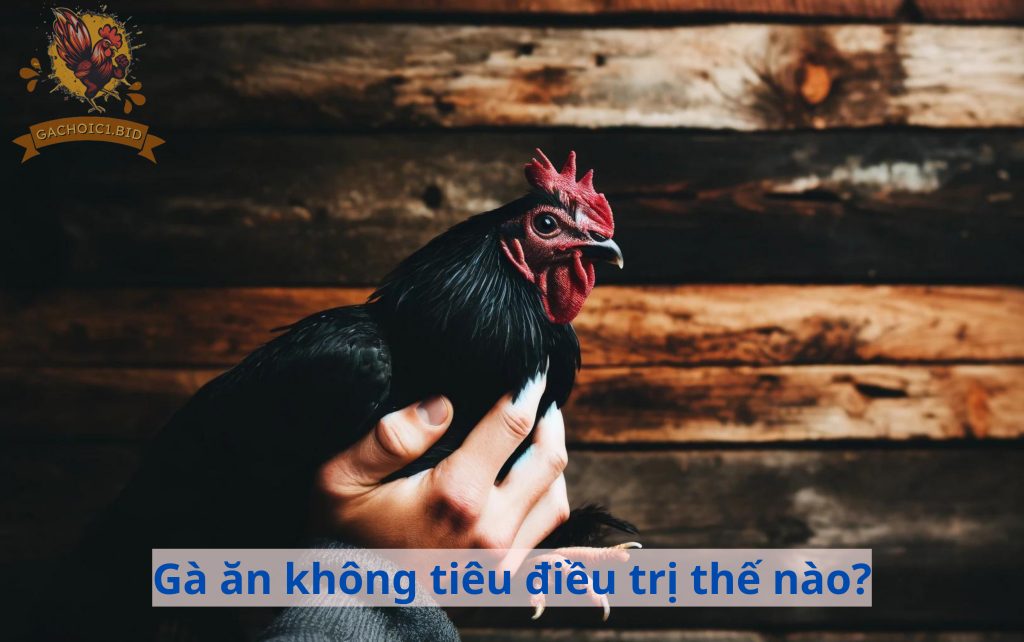 Gà ăn không tiêu điều trị thế nào?