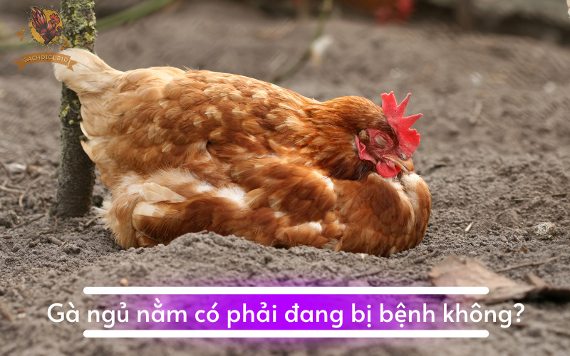 Gà ngủ nằm có phải đang bị bệnh không?