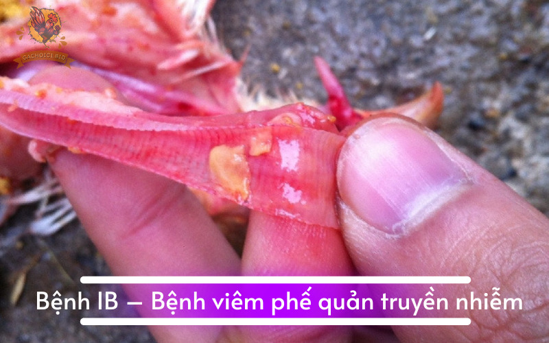 Bệnh IB – Bệnh viêm phế quản truyền nhiễm