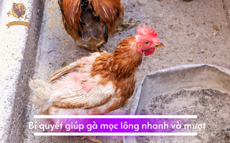 Bí quyết giúp gà mọc lông nhanh và mượt