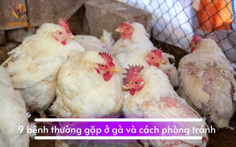 9 bệnh thường gặp ở gà và cách phòng tránh 