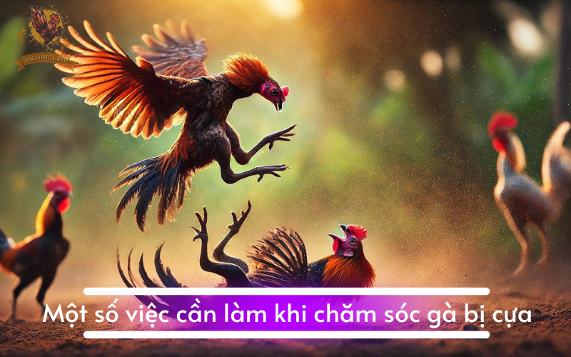 Gà bị cựa hiểm nguy hiểm không?