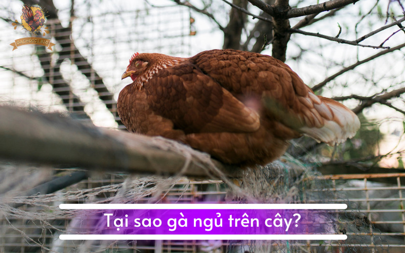 Tại sao gà ngủ trên cây?