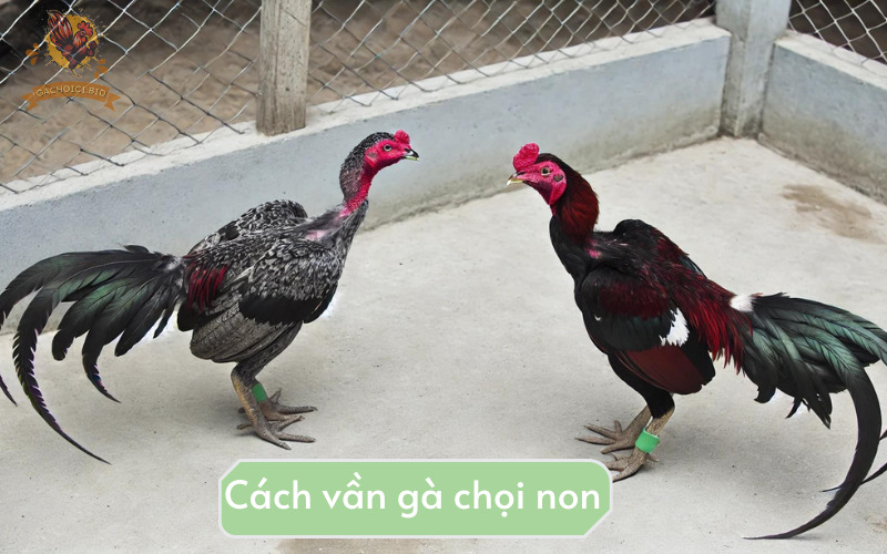 Cách vần gà chọi non