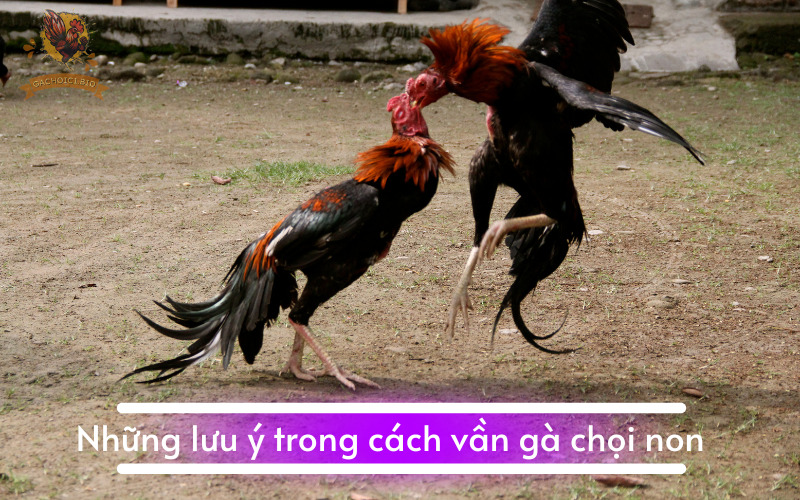 Những lưu ý trong cách vần gà chọi non