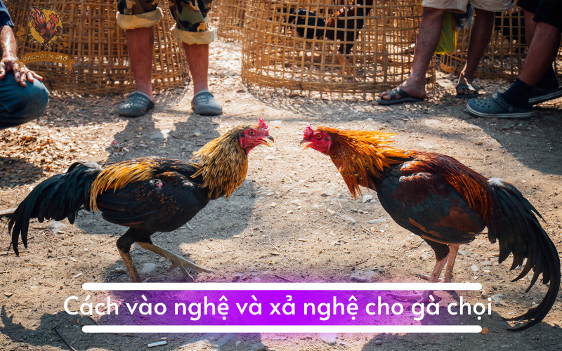 Cách vào nghệ và xả nghệ cho gà chọi 