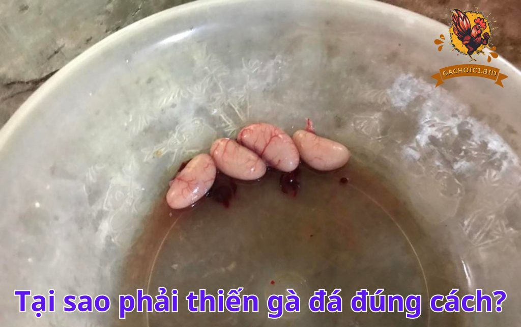 Vì sao phải thiến gà đá đúng cách?