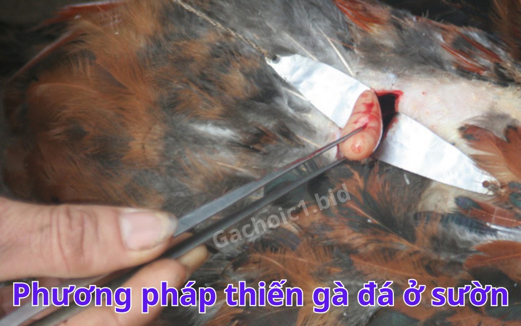 Phương pháp thiến gà đá ở sườn