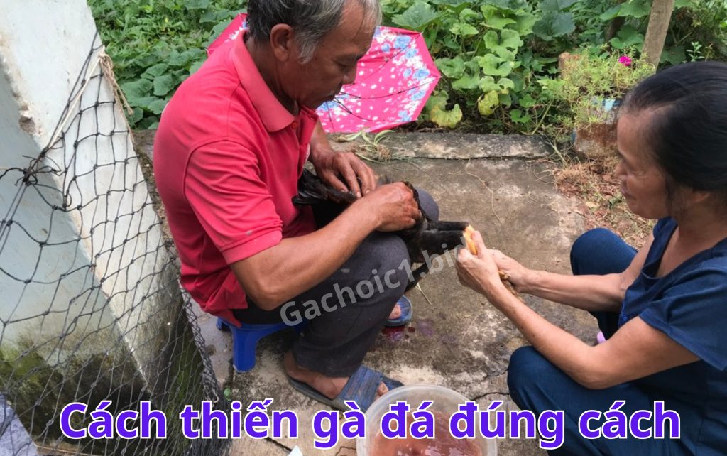 Cách thiến gà đá đúng cách