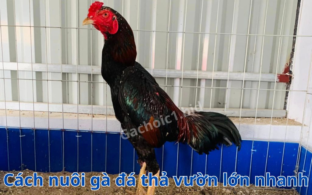 Cách nuôi gà đá thả vườn lớn nhanh