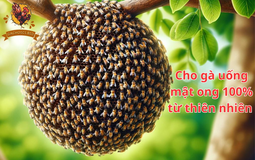 Cho gà uống mật ong 100% từ thiên nhiên 