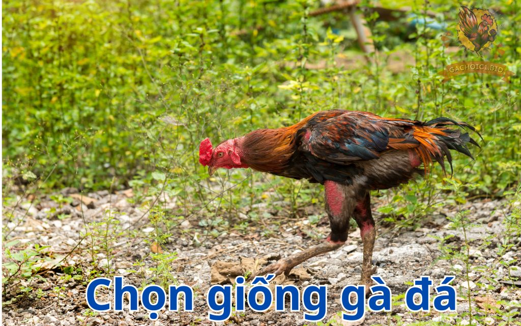 Chọn giống gà đá