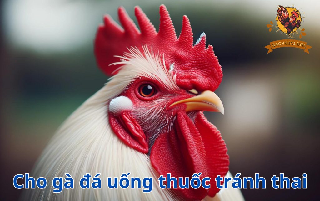 Cho gà đá uống thuốc tránh thai